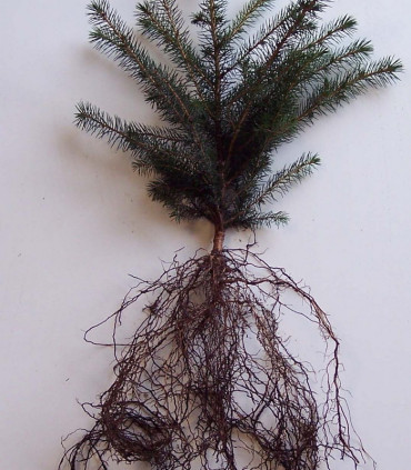 Picea Sitchensis Origine Forestière  / Epicea de Sitka