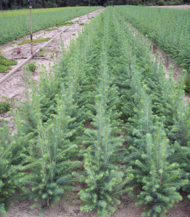 Picea Sitchensis Origine Forestière  / Epicea de Sitka