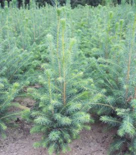 Picea Sitchensis / Epicea de Sitka