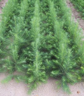 Larix Decidua / Meleze D'Europe