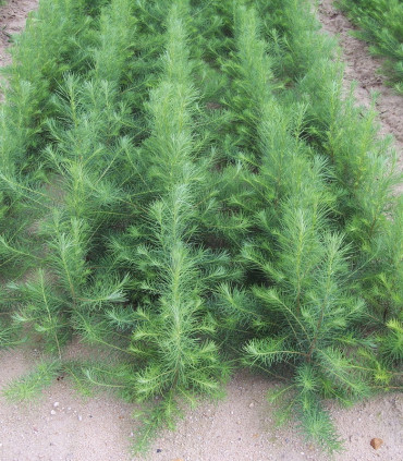 Larix Decidua / Meleze D'Europe
