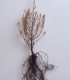 Larix Decidua / Meleze D'Europe