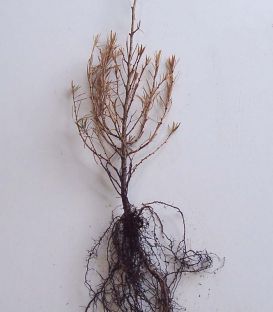 Larix Eurolepis / Meleze Hybride