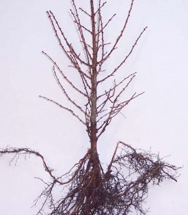 Larix Kaempferi / Meleze Du Japon