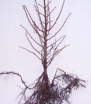 Larix Kaempferi / Meleze Du Japon