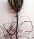 Pinus Laricio Calabrica / Pin Laricio de Calabre