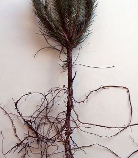 Pinus Laricio Calabrica / Pin Laricio de Calabre