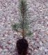 Pinus Laricio Corsicana Origine Forestière / Pin Laricio de Corse