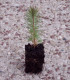 Pinus Pinaster / Pin Maritime, Des Landes