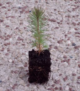 Pinus Pinaster Origine Forestière / Pin Maritime, Des Landes