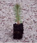 Pinus Pinaster / Pin Maritime, Des Landes