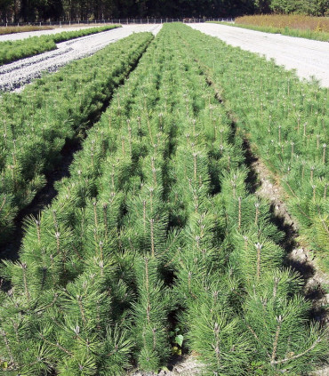 Pinus Nigra Austriaca / Pin Noir D'Autriche