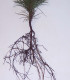 Pinus Nigra Austriaca / Pin Noir D'Autriche