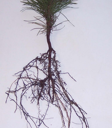 Pinus Nigra Austriaca / Pin Noir D'Autriche