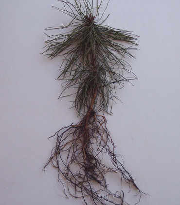 Pinus Sylvestris Origine Forestière / Pin Sylvestre