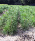 Pinus Sylvestris Origine Forestière / Pin Sylvestre