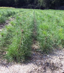 Pinus Sylvestris Origine Forestière / Pin Sylvestre