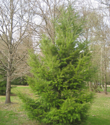 Pseudotsuga Menziesii Origine Forestière / Sapin de Douglas