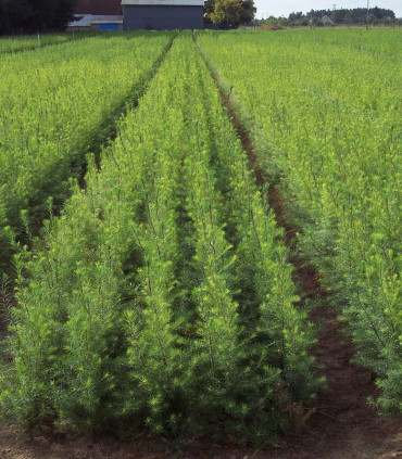 Pseudotsuga Menziesii Origine Forestière / Sapin de Douglas