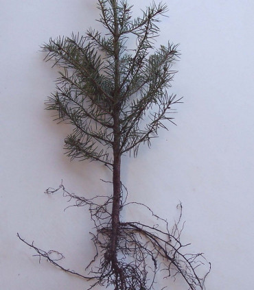Pseudotsuga Menziesii Origine Forestière / Sapin de Douglas