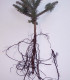 Abies Nordmanniana / Sapin de Nordmann