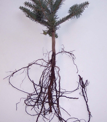 Abies Nordmanniana / Sapin de Nordmann