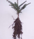 Abies Alba / Sapin Pectine
