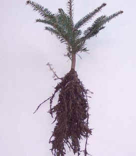 Abies Alba / Sapin Pectine