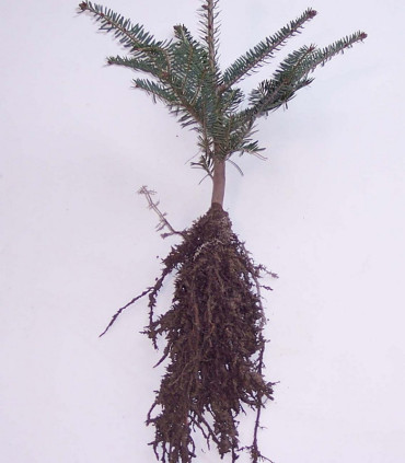 Abies Alba / Sapin Pectine