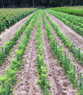 Abies Grandis / Sapin de Vancouver