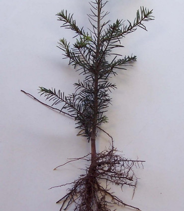 Abies Grandis / Sapin de Vancouver