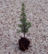 Cedrus Atlantica Origine Forestière / Cèdre de L'Atlas