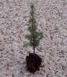 Cedrus Atlantica Origine Forestière / Cèdre de L'Atlas