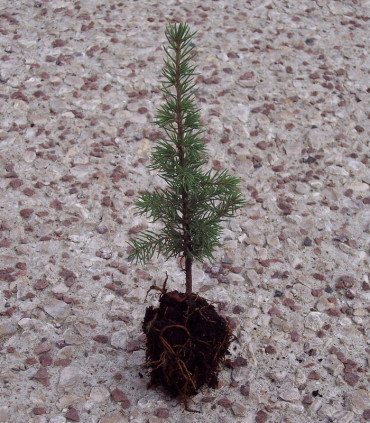 Cedrus Atlantica Origine Forestière / Cèdre de L'Atlas
