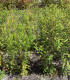 Taxodium Distichum / Cyprès Chauve