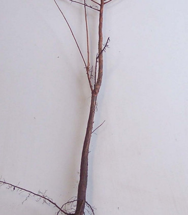 Taxodium Distichum / Cyprès Chauve