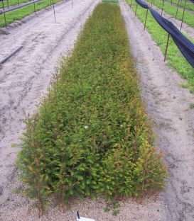 Taxodium Distichum / Cyprès Chauve