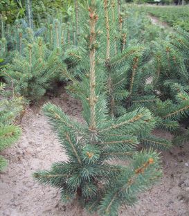 Picea Pungens Glauca / Epicea Pungens Glauca