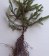 Picea Pungens Glauca / Epicea Pungens Glauca