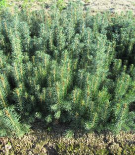 Picea Pungens Glauca / Epicea Pungens Glauca