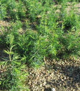 Juniperus Communis / Genevrier Commun