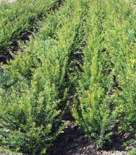 Taxus Baccata / If Commum