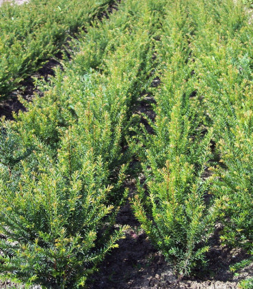Taxus Baccata / If Commum