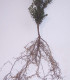 Taxus Baccata / If Commum