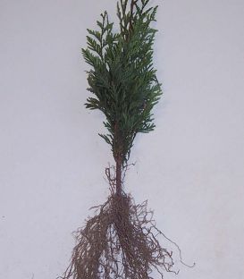Thuja Plicata / Thuya de Lobb