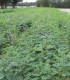 Robinia Pseudoacacia / Acacia Commun