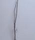 Robinia Pseudoacacia / Acacia Commun