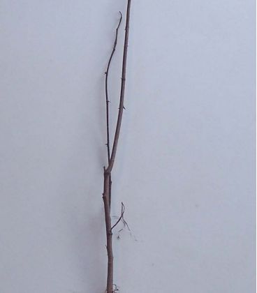 Robinia Pseudoacacia / Acacia Commun