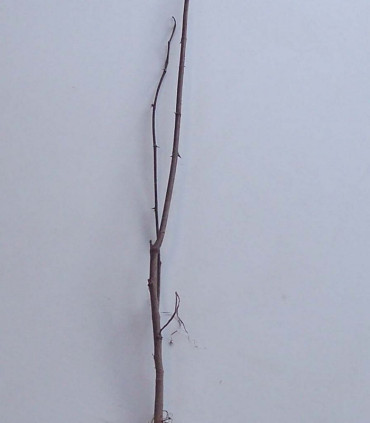 Robinia Pseudoacacia / Acacia Commun