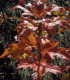 Sorbus Torminalis / Alisier